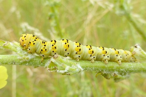 Shargacucullia lychnitis