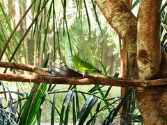 Brotogeris versicolurus