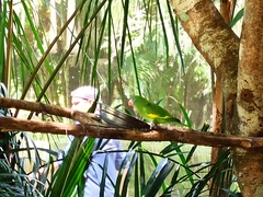 Brotogeris versicolurus