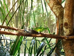 Brotogeris versicolurus