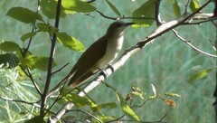 Coccyzus erythropthalmus