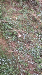 Convolvulus arvensis