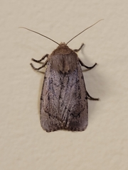 Ufeus satyricus