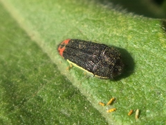 Acmaeodera flavomarginata