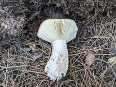 Russula