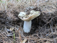 Russula