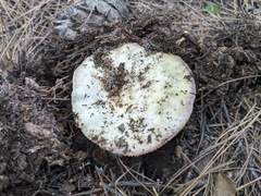 Russula