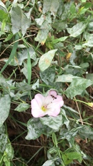 Convolvulus arvensis