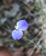Comesperma sphaerocarpum