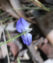 Comesperma sphaerocarpum