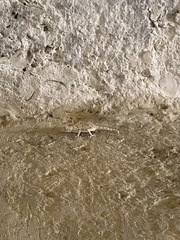 Ptyodactylus