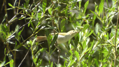 Phylloscopus bonelli