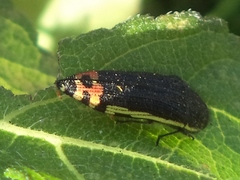 Acmaeodera flavomarginata