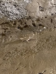 Ptyodactylus
