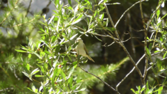 Phylloscopus bonelli