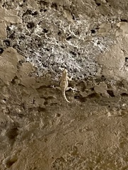 Ptyodactylus