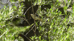 Phylloscopus bonelli