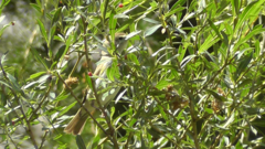 Phylloscopus bonelli