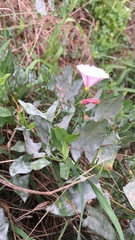 Convolvulus arvensis