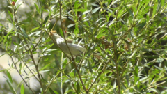 Phylloscopus bonelli