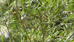 Phylloscopus bonelli