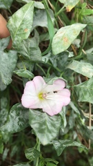 Convolvulus arvensis