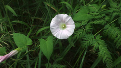 Calystegia sepium spectabilis