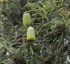 Banksia speciosa