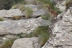 Capra pyrenaica