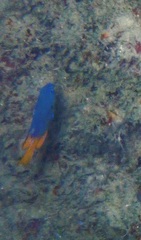 Pomacentrus umbratilus