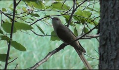 Coccyzus erythropthalmus