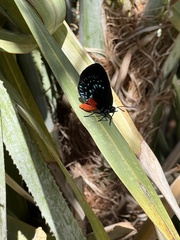 Eumaeus atala