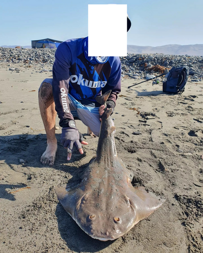 Chilean angelshark (Squatina armata) — Squatinidae — 3