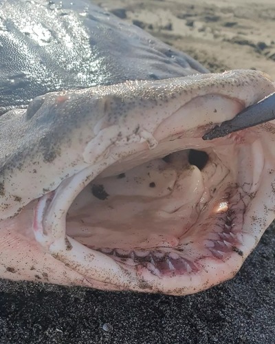 Chilean angelshark (Squatina armata) — Squatinidae — 2