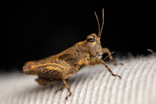Platythorus toltecus