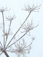 Heracleum maximum