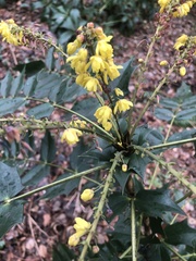 Berberis × hortensis