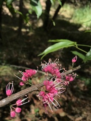 Melicope rubra