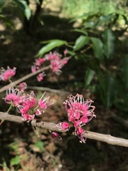 Melicope rubra