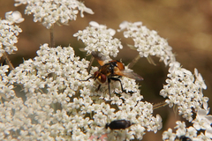 Gymnosoma