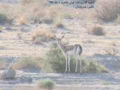 Gazella subgutturosa