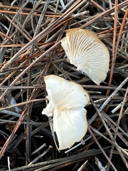 Clitocybe fragrans