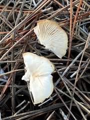 Clitocybe fragrans