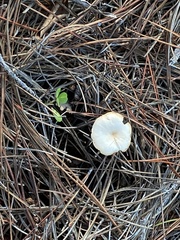 Clitocybe fragrans