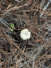 Clitocybe fragrans