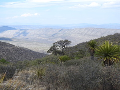 Yucca carnerosana