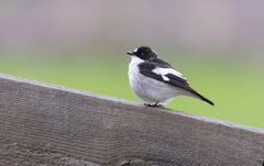 Ficedula hypoleuca iberiae