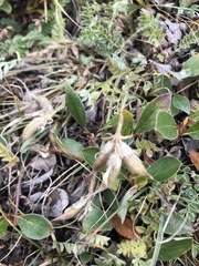 Galegeae