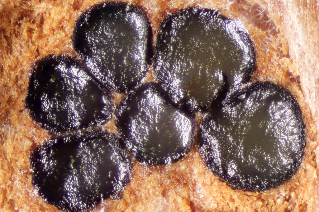 Melanconis