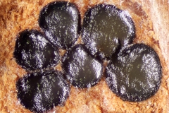 Melanconis stilbostoma